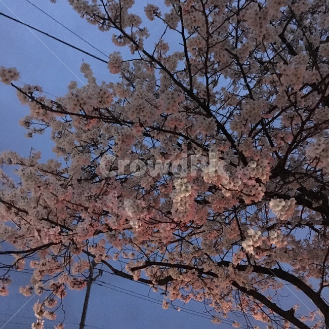 벚꽃,색감,하늘,밪꽃나무,봄,꽃,분홍색