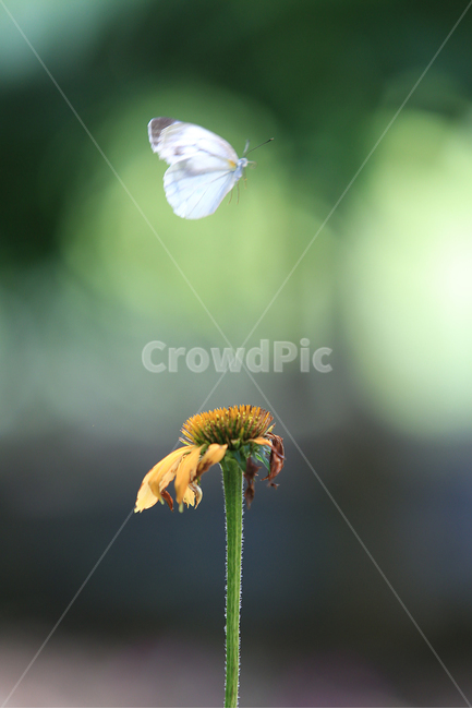 나비,배추흰나비,흰나비,서울숲,나비정원,butterfly,whitebutterfly,식물,자연,plants,nature,꽃,flower,동물,animal,곤충,벌레,insect,bug