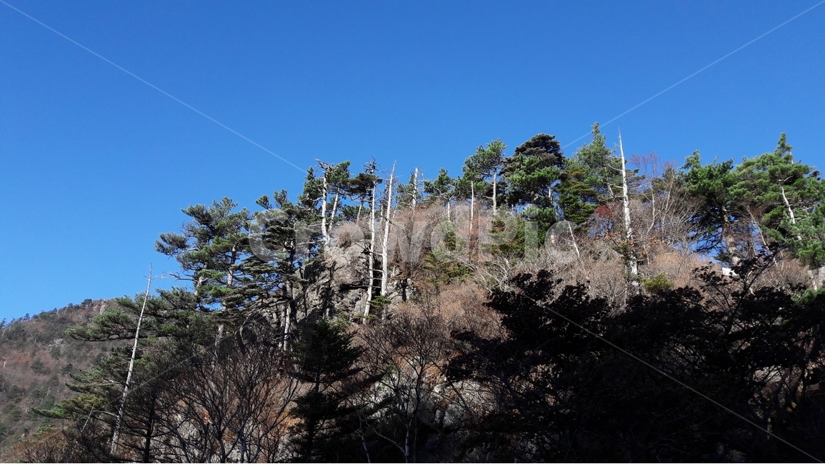 지리산,가을,고목,고사목,하늘,자연,풍경,nature,landscape,tree,나무,plant,식물,fir,전나무