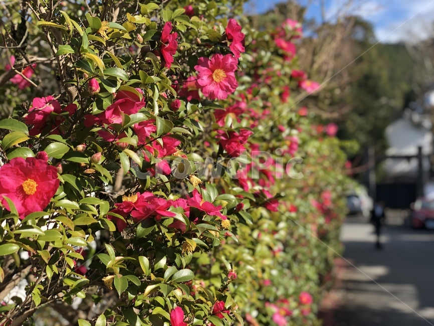 꽃,blossom,제라늄,flower,식물,plant,담장,울타리