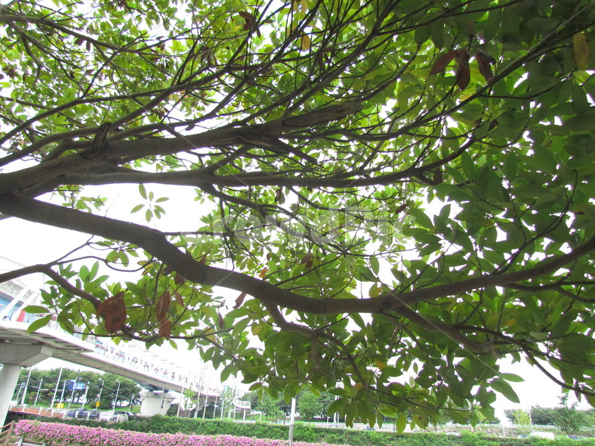 나무,풍경,자연,tree,배경