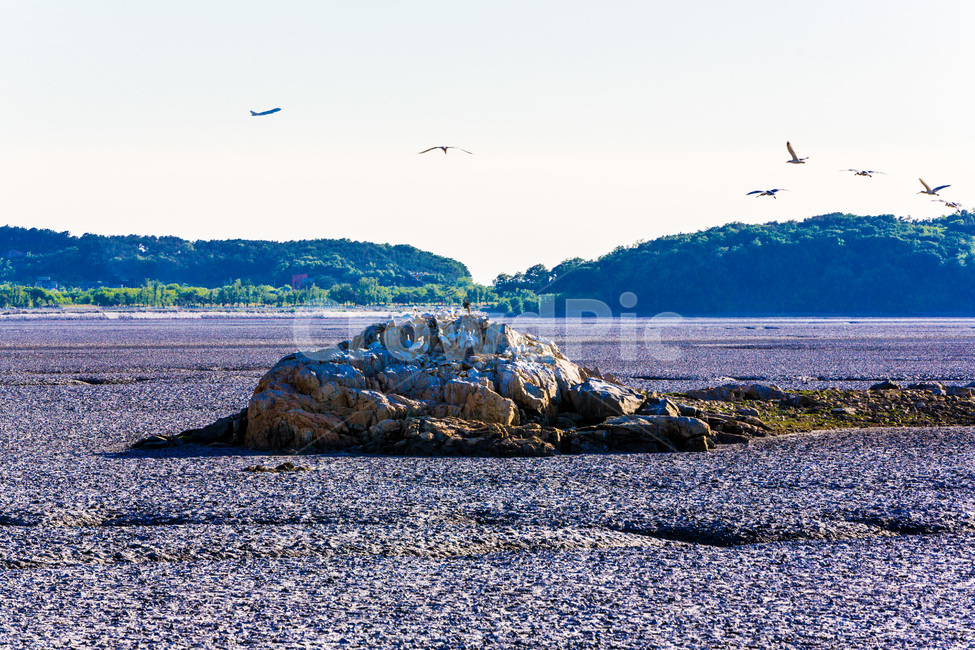 영종도,갯벌,낙조,환경,썰물,석양,풍경,감성,철새,자연,풍경,nature,landscape,한국자연풍경,한국자연경관,korea nature landscape,architecture,건축물,building,건물,tower,탑,animal,동물,bird,새