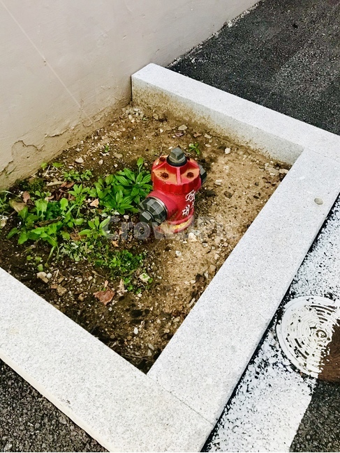 소화전,흙,식물,도기류,작다