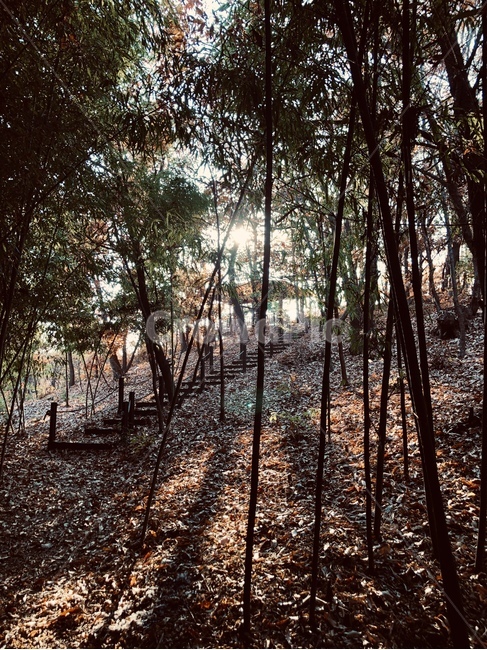 대나무,대나무숲,숲,정자,감성,자연,풍경,nature,landscape,ground,바닥,tree,나무,plant,식물,light,빛,flare,플레어