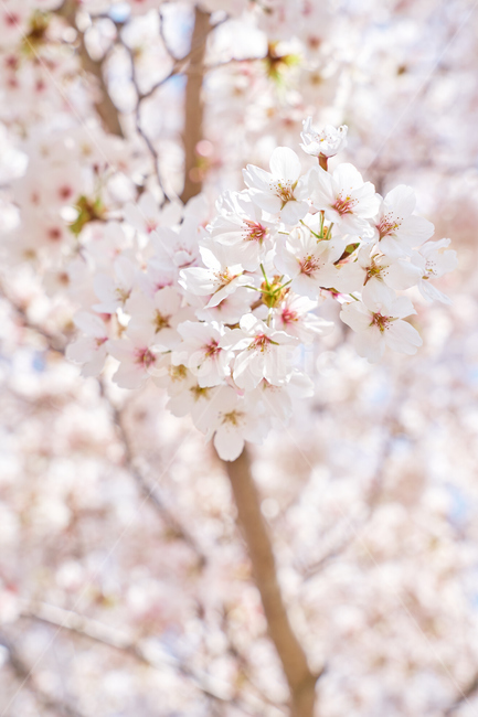 봄,벚꽃,flower,blossom,spring,skyblue,하늘,청량,포근,맑음,체리블라썸,봄꽃,색감,pink,분홍,자연,야외,나무,cherryblossom,벚나무,감성사진,느낌,필링,분위기,배경,바탕