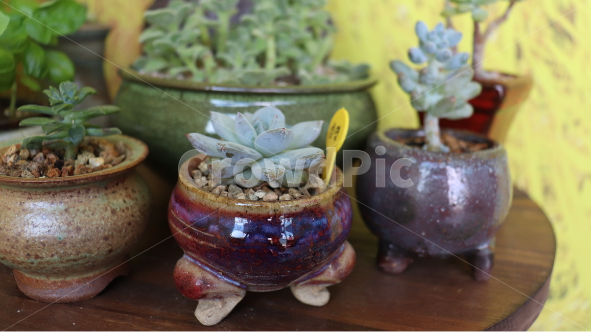 취미,다육,다육이,식물,항아리,실내용화초,화분,화초,house plant