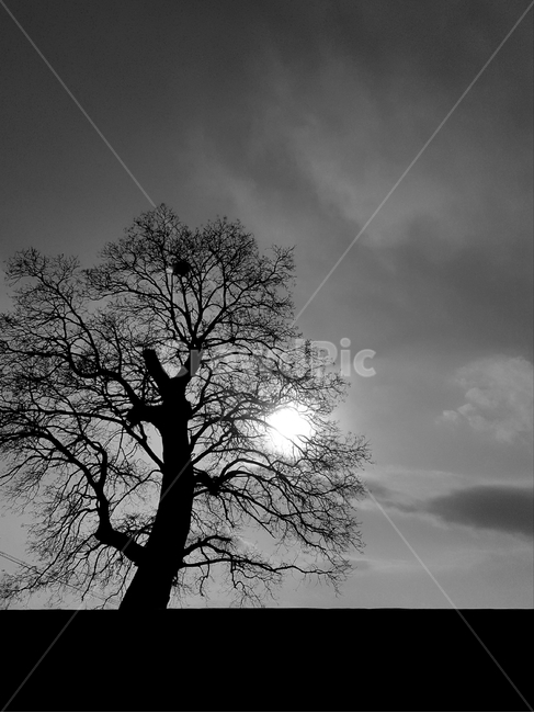흑백,해,나무,하늘,구름,겨울,분위기,모노톤,monochrome,black,blackandwhite,자연,풍경,nature,landscape,식물,plants,나무,trees,wood,흑백,모노톤,monochrome,black and white,tree,plant,tree trunk,나무 줄기