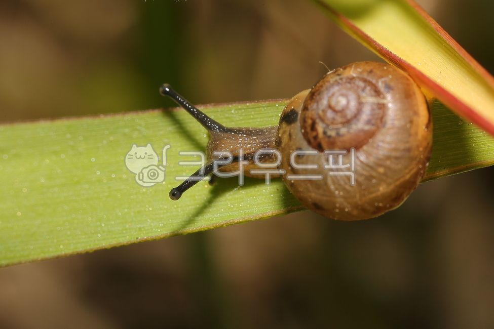 달팽이,더듬이,껍데기,snail,풀,생명