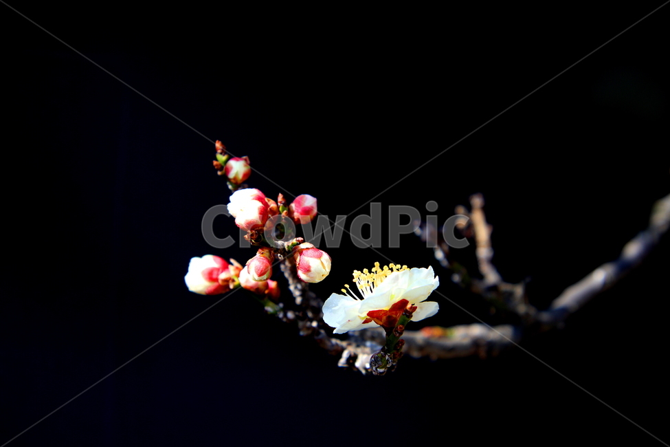 plant,식물,봄,계절,꽃