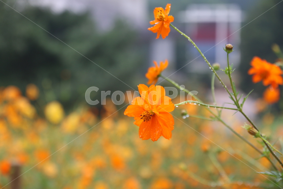 노랑,꽃,황화코스모스,노랑코스모스,가을꽃,식물,yellow,야외,cosmos,계절,plant,가을,계절,fall,autumn,season,식물,자연,plants,nature,꽃,flower