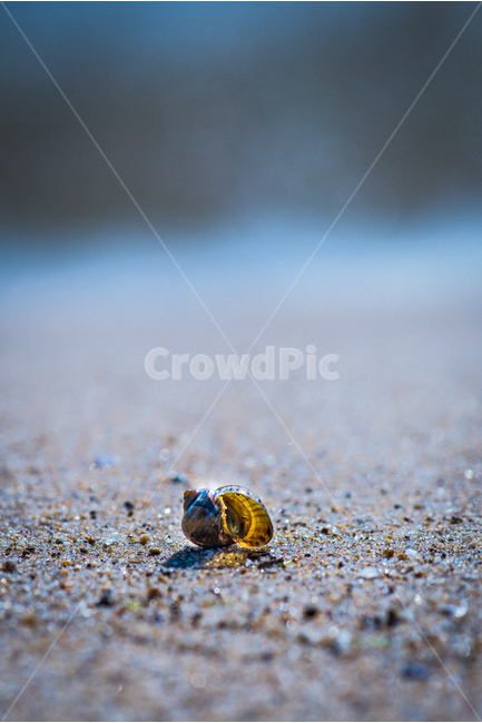 소라,해변,백사장,파도,해수욕장,물,모래,해변,바다,beach,sea