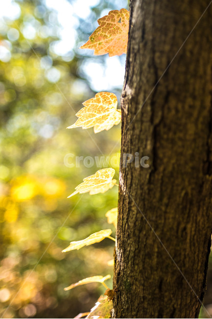 산,나무,햇살,나뭇잎,나란히,식물,자연,plants,nature,나무,trees,wood