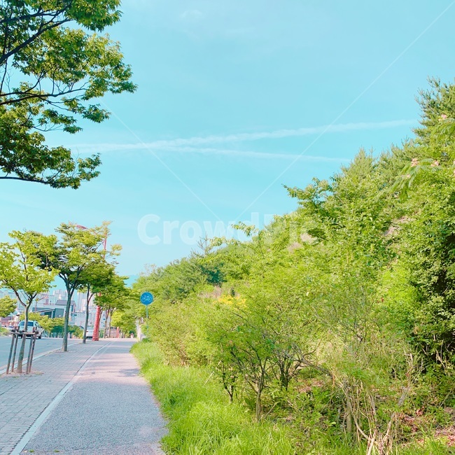 통로,옥외,자전거도로,풀숲,인도,자연,풍경,nature,landscape