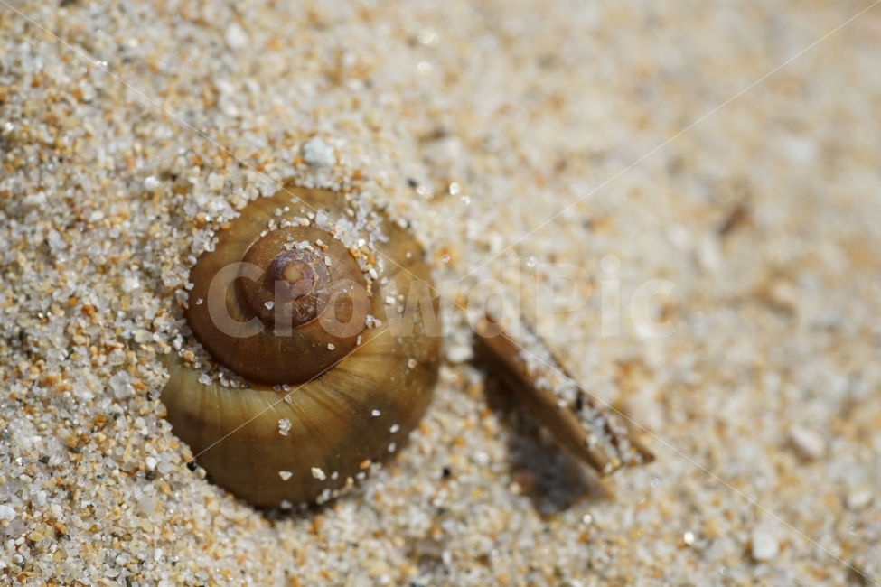	바다,껍데기,해변,모래사장,모래,조개껍데기,소라,고동,골뱅이,껍질,비치,beach,sand,바닷가,풍경,느낌,감성,생명,해수욕장,여행,휴가,traveling,vacation,trip
