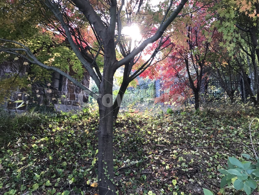 자연,빛,풀,나무,단풍,가을,역광,휴식처,가을,계절,fall,autumn,season,식물,자연,plants,nature,나무,trees,wood,tree,tree trunk,나무 줄기,plant