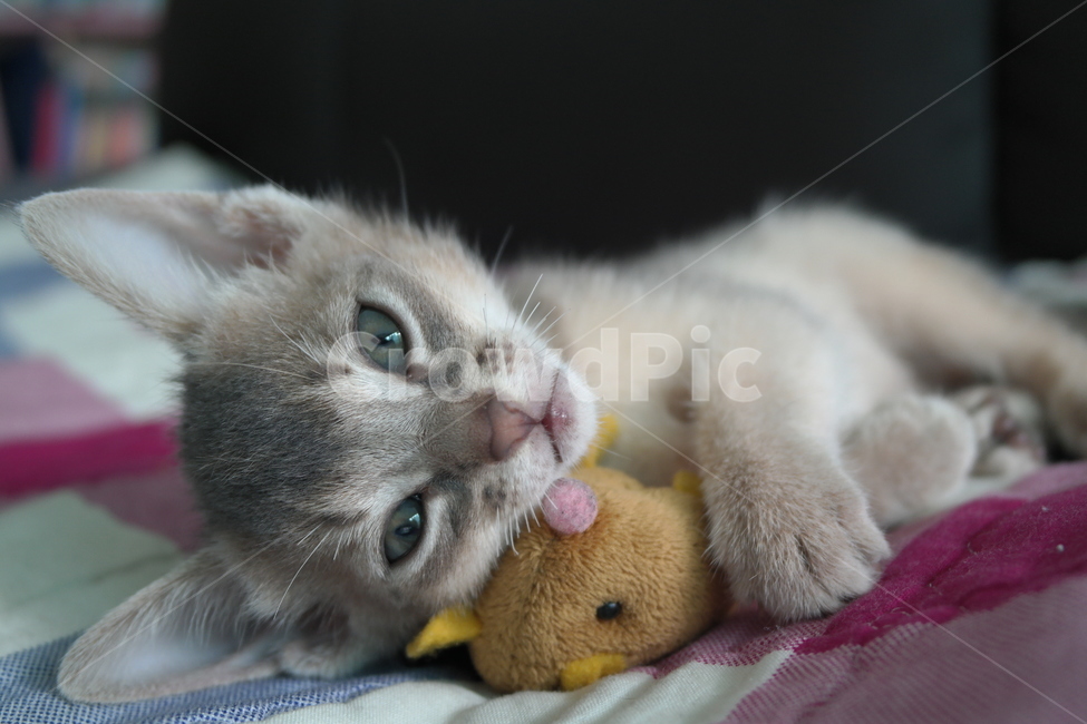 고양이,아비시니안,동물,냥이,반려동물,집고양이,아기,집사,시선,동물,animal,포유류,mammal,고양이,cat,kitten,kitty