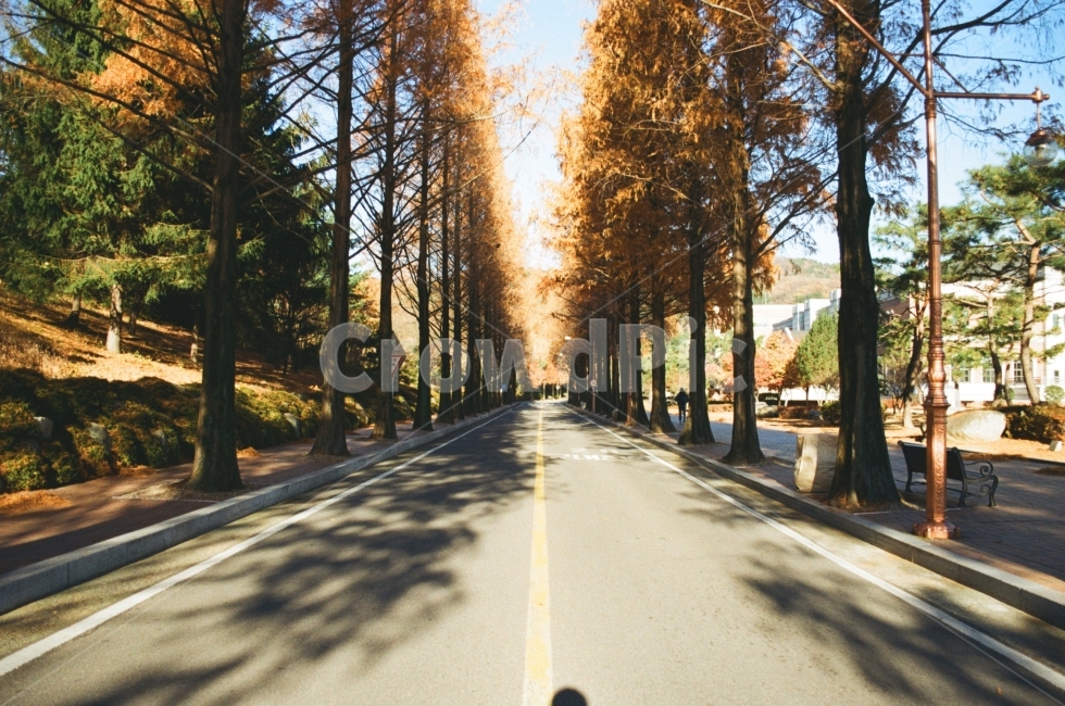 풍경,풍경사진,landscape,자연경관,자연,나무,tree,nature,길거리,street,빛,light,햇빛,가을,계절,가을사진,season,감성,감성사진,가을,계절,fall,autumn,season,자연,풍경,nature,landscape,한국자연풍경,한국자연경관,korea nature landscape,식물,plants,나무,trees,wood,road,도로,highway,고속도로,freeway,고속 도로