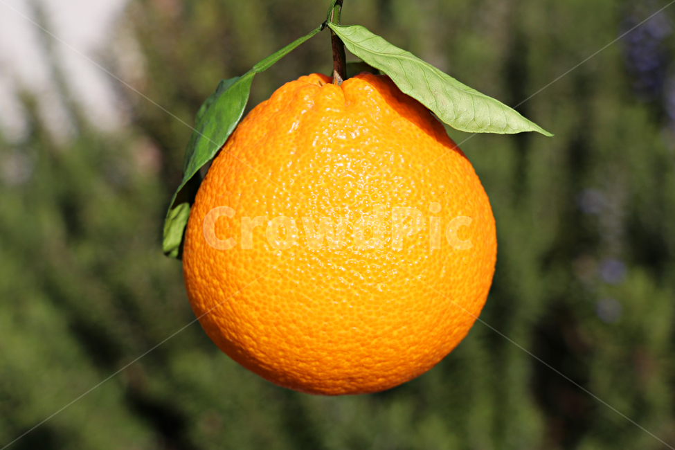 한라봉,감귤류과일,citrusfruit,fruit,과일,orange,주황색,food,plant,식물,음식,식재료,요리,food,cook,meal,dishes,food reserves,과일,열매,fruit