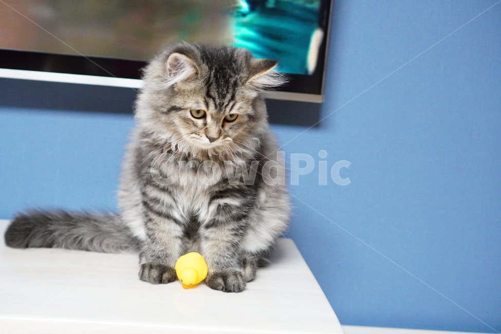 고양이,귀여운고양이,어린고양이,페르시안고양이,냥이,야옹이,반려묘,cat,cutecat,동물,animal,포유류,mammal,고양이,cat,kitten,kitty