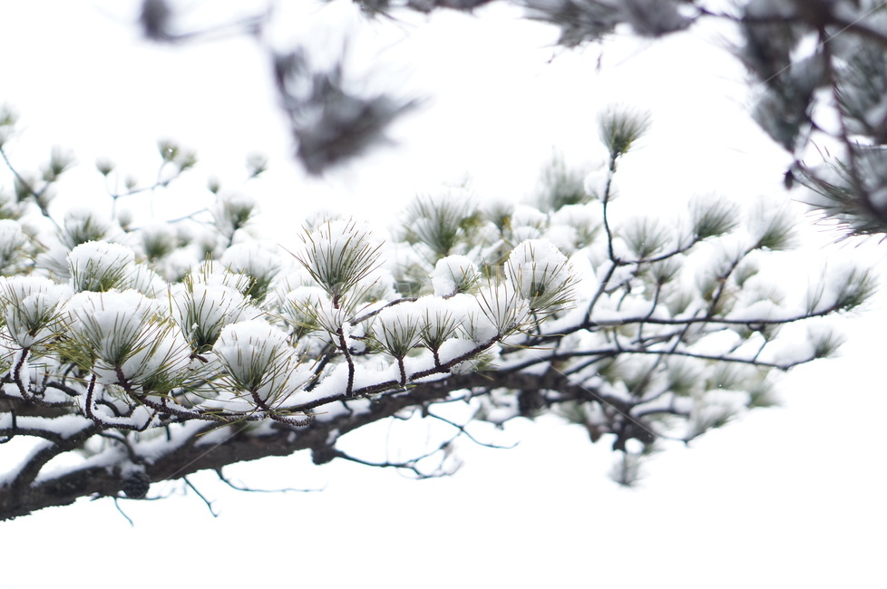 용봉산,겨울,눈,풍경,소나무,눈송이,겨울,계절,winter,season,식물,자연,plants,nature
