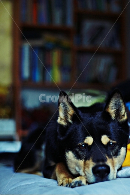 강아지,블랙탄,네눈박이,멍멍이,개,동물,animal,포유류,mammal,개,강아지,dog,doggy