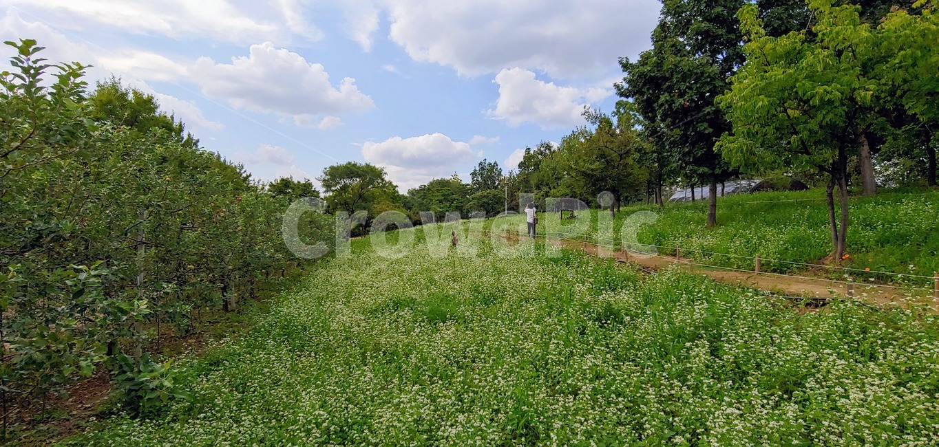 field,들,grassland,목초지,옥외,nature,자연