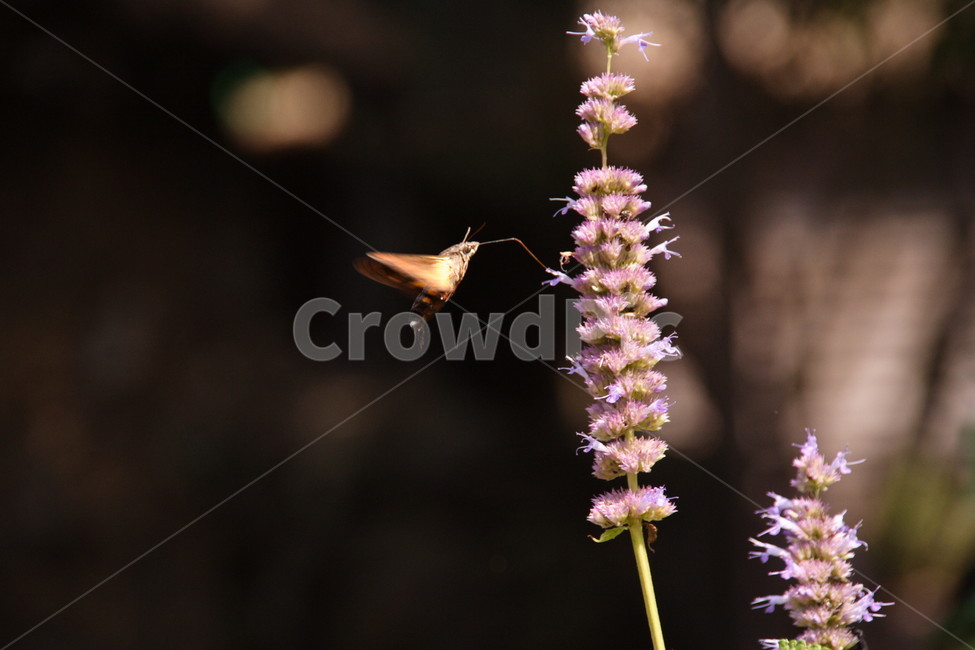 꿀,꽃,벌,나비,접사,식물,자연,plants,nature,꽃,flower,동물,animal,곤충,벌레,insect,bug