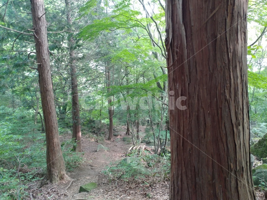 편백,편백숲,숲,식물,편백나무,측백나무과,구과목,상록침엽교목,chamaecyparisobtusa,자연,풍경,nature,landscape,tree,나무,plant