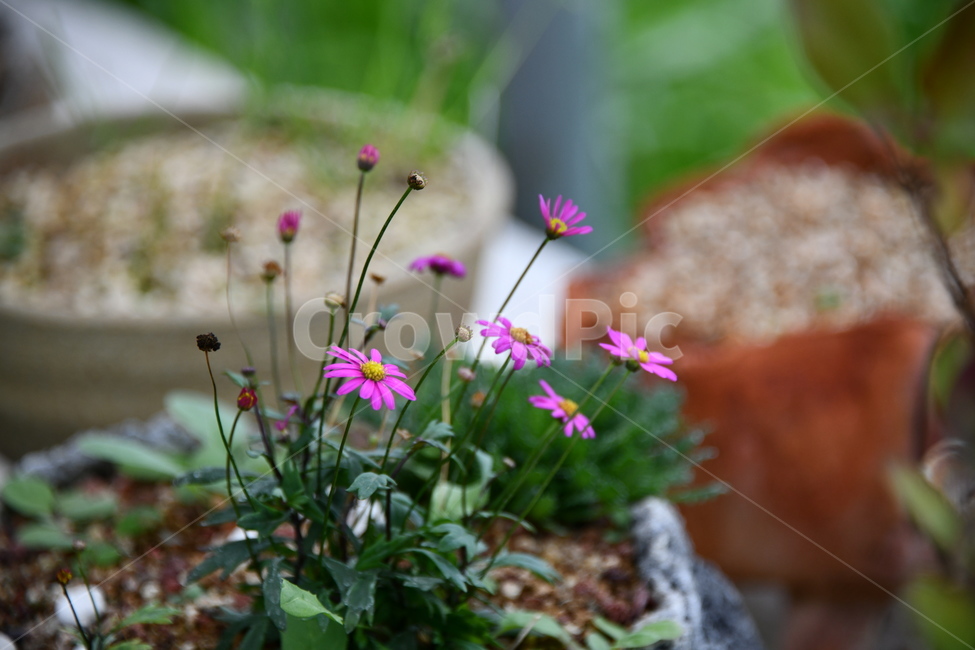 꽃,자연,식물,야생화,nature,flower,감성,feeling,배경,백그라운드