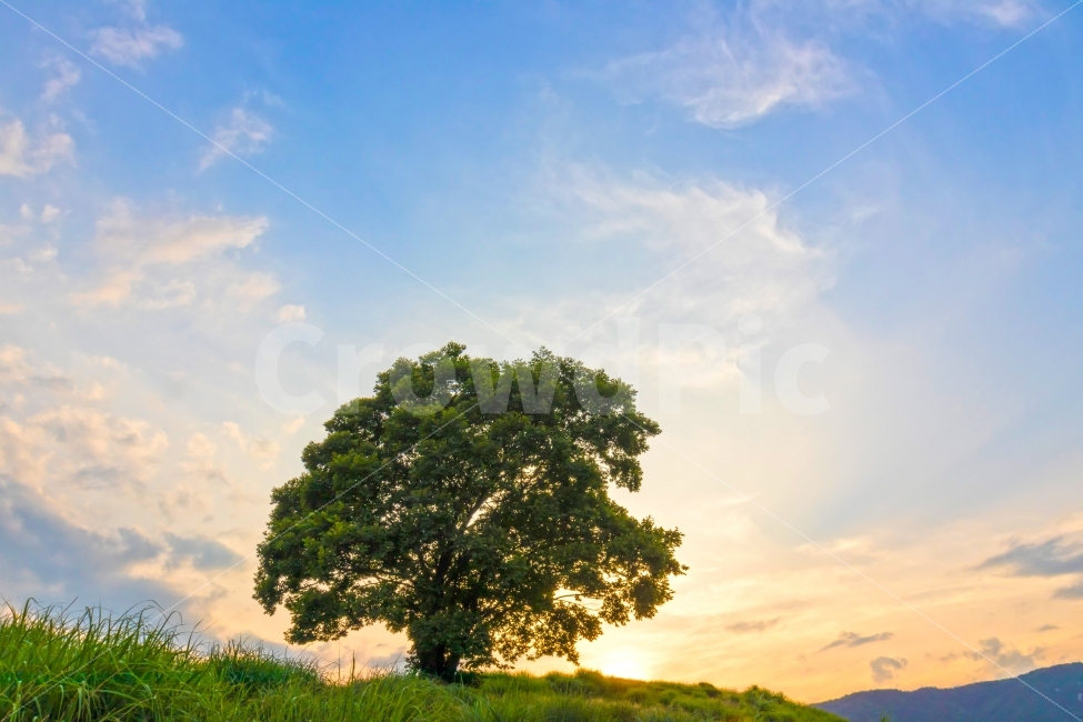 Lied,김해,왕따나무,HDR사진,풍경,자연,풍경,nature,landscape,여름,계절,summer,season,휴식,힐링,rest,relaxation,healing,tree,나무,plant,식물