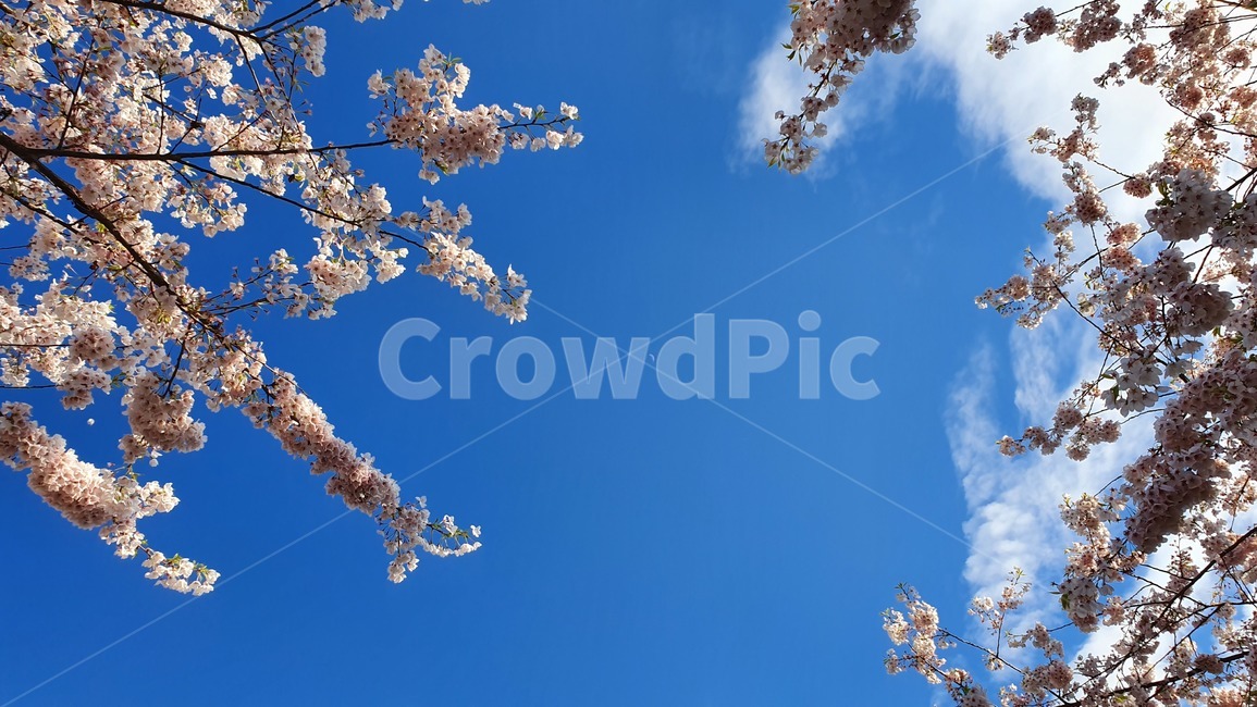 벚꽃,봄,벚꽃놀이,봄하늘,파란하늘,하늘,봄,계절,spring,season,자연,풍경,nature,landscape,plant,식물