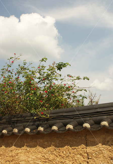 한옥,담장,담벼락,덩굴,한국적인,traditional,fence,한국전통,한국문화,korean traditional,korean culture,건축물,건물외관,exterior,building,structure,architecture,construction