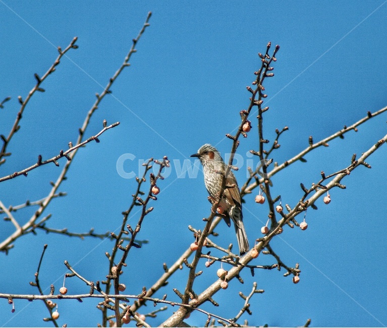 새,동물,bird,animal,flying,조류,새,birds