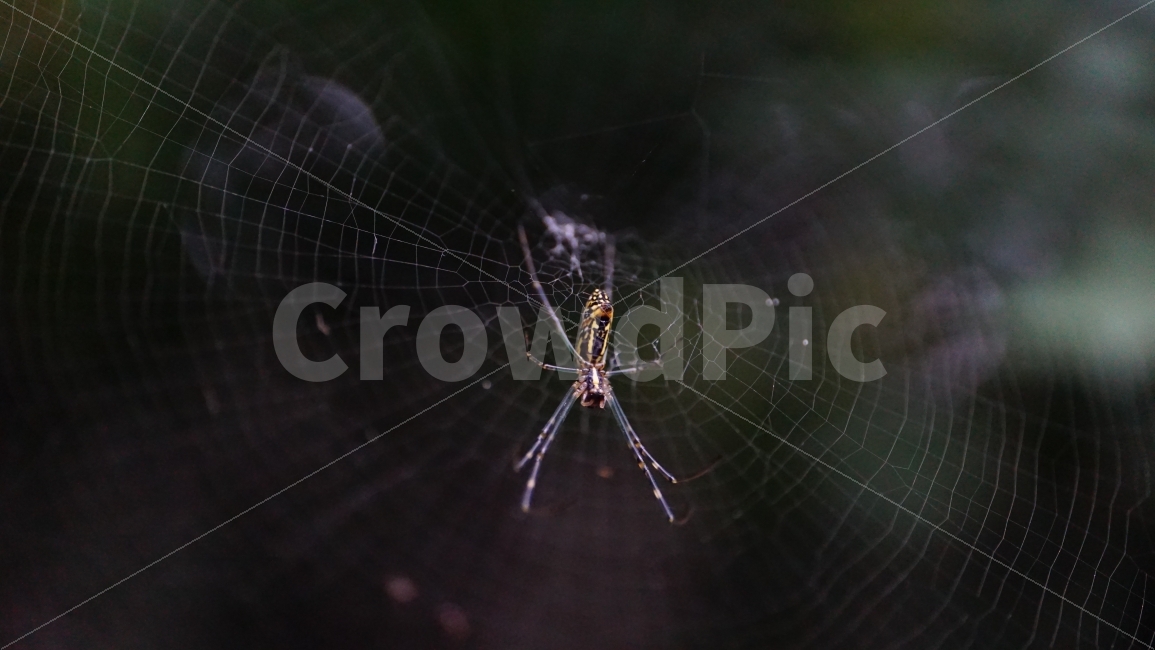 거미,곤충,거미줄,벌레,동물,스파이더,자연,spider,insect,nature,어둠,함정,animal,계절,season,감성,접사,macro,풍경,landscape,동물,animal,곤충,벌레,insect,bug