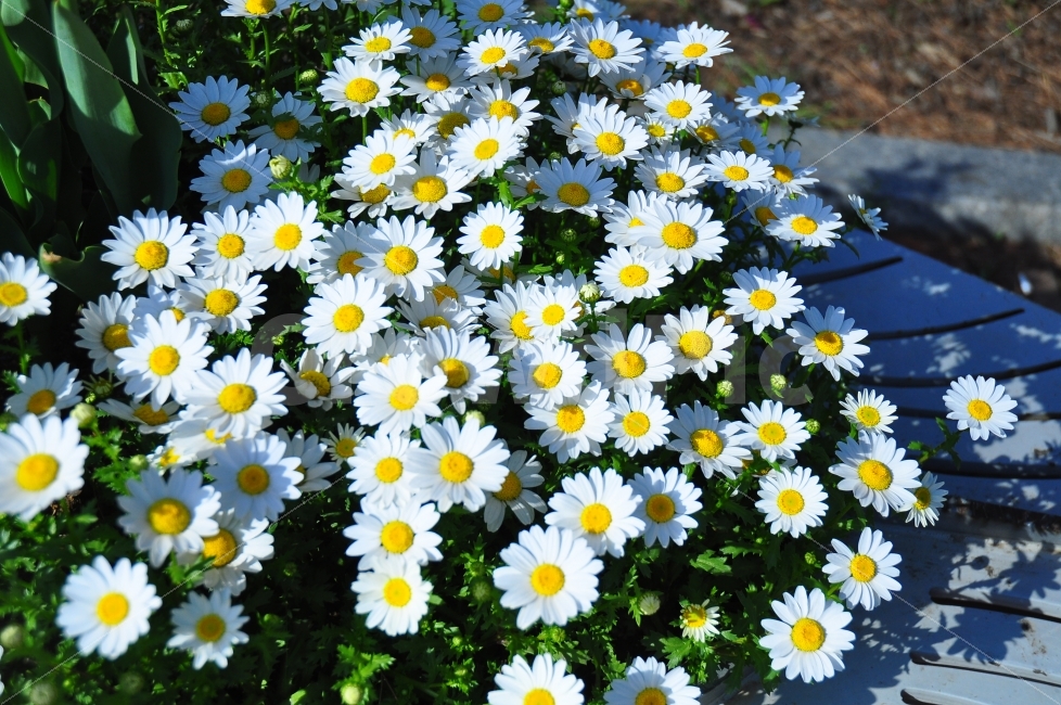 어린이대공원,정문,화단,꽃,코스모스,하얀꽃,자연,식물,childrensgrandpark,flowergarden,flowers,whiteflower,nature,식물,자연,plants,nature,꽃,flower