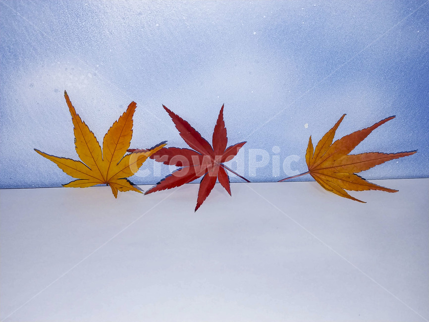 단풍잎,나뭇잎,가을,잎,낙엽,식물,autumn,leaf,leaves,maple,fall,plant,계절,season,가을,계절,fall,autumn,season,식물,자연,plants,nature