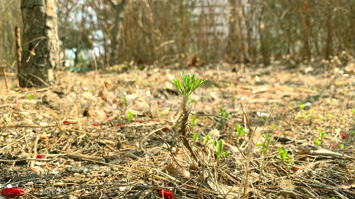 새싹,잎눈,자연,nature,봄,spring,green,감성,식물,자연,plants,nature