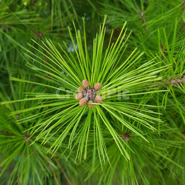 나무,소나무,솔방울,작은솔방울,식물,식물,자연,plants,nature