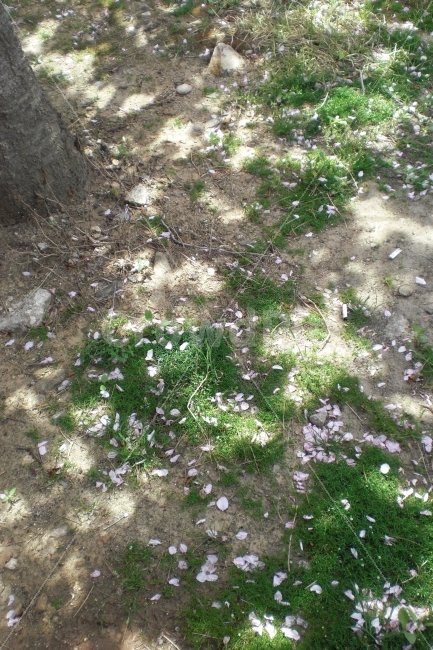 봄,벚꽃,풍경,자연,계절,봄,계절,spring,season,ground,바닥
