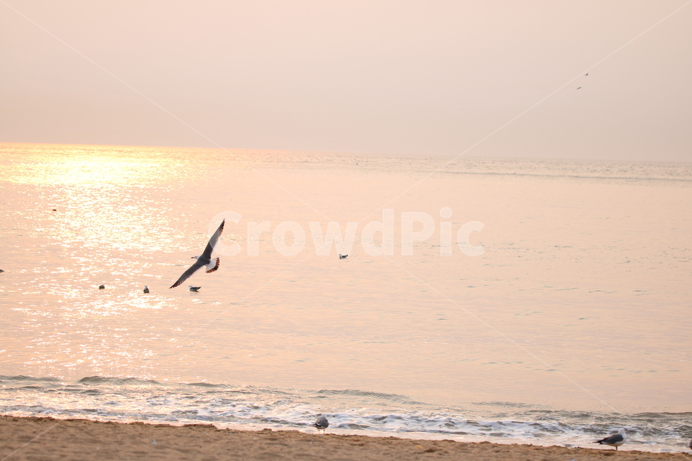 노을,을왕리,해변,갈매기,파도,해변,바다,beach,sea