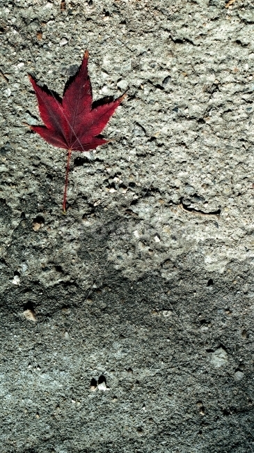 단풍잎,가을,나뭇잎,자연,배경화면,배경,풀,낙엽,가을,계절,fall,autumn,season,식물,자연,plants,nature,leaf,잎,plant