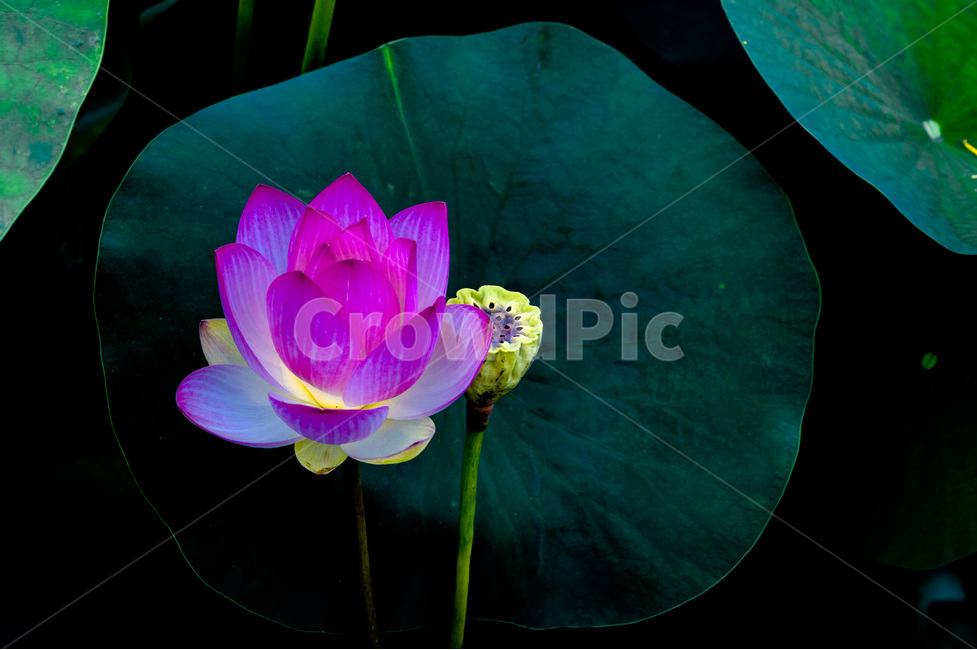연꽃,연잎,문양,무늬,연밥,식물,자연,plants,nature,꽃,flower
