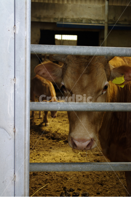 한우,소,동물,우리,animal,동물,animal,포유류,mammal,산업,industry,industrial,목축업,목장,livestock farming,ranching,pasture
