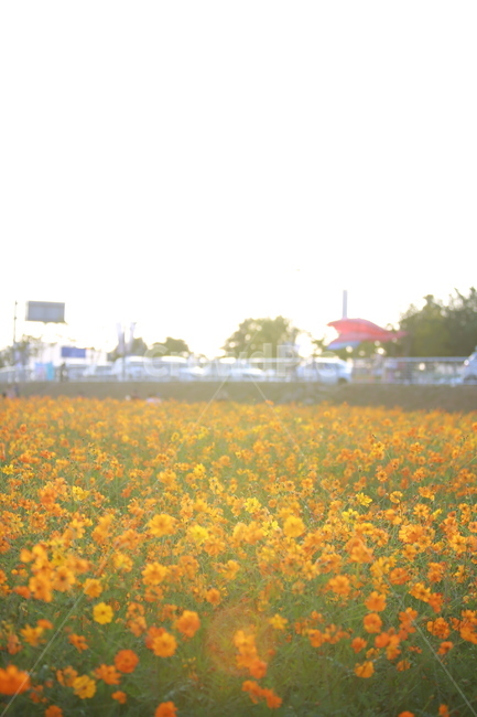 꽃,코스모스,황하코스모스,노란꽃,가을,계절,가을꽃,풍경,자연,햇살,일몰,sunshine,sunset,flower,cosmos,yellow,landscape