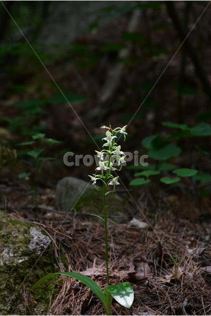 제비난초,야생화,생태,식물,자연,꽃,힐링,플라워,wildflower,flower,plants,nature,season,감성,느낌,emotion,feeling,초본,난초과,제비난초속,식물,자연,plants,nature,꽃,flower
