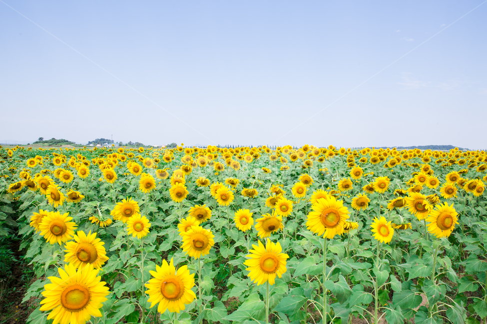 해바라기,꽃,노랑,여름,빛,여름,계절,summer,season,식물,자연,plants,nature,꽃,flower,plant