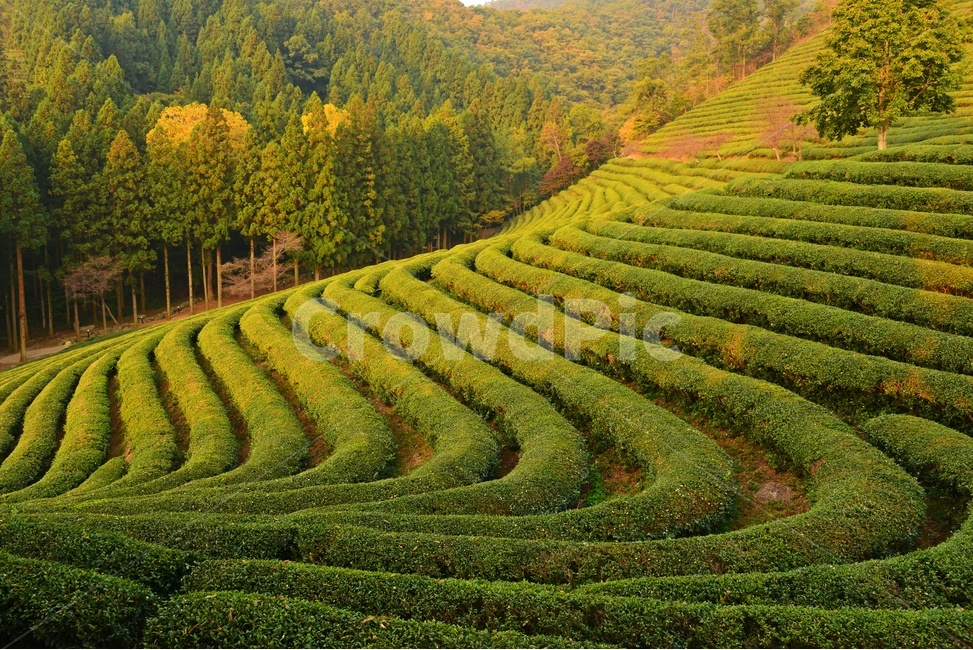 Boseong,nature,pattern,tree,green tea,Daehan Tea Garden Morning,tea garden,tea,outdoors,Daehan Dawon Spring,light,Jeonnam,Daehan Tea Garden