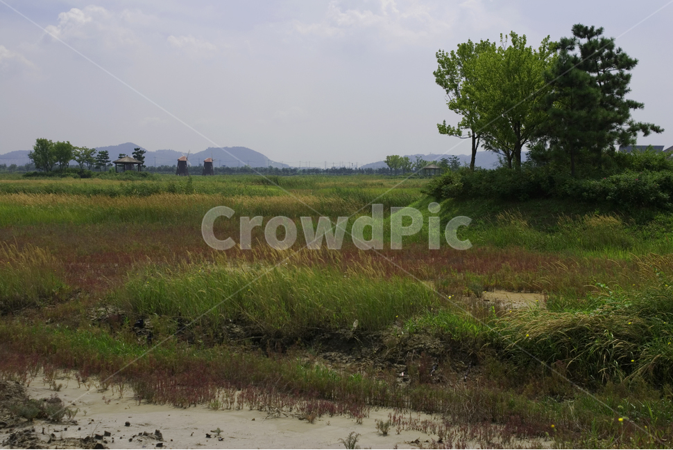 여름,녹색,풀,풍경,포구,나무,자연,풍경,nature,landscape,land,땅,outdoors,옥외,grassland,목초지,field,들,water,물