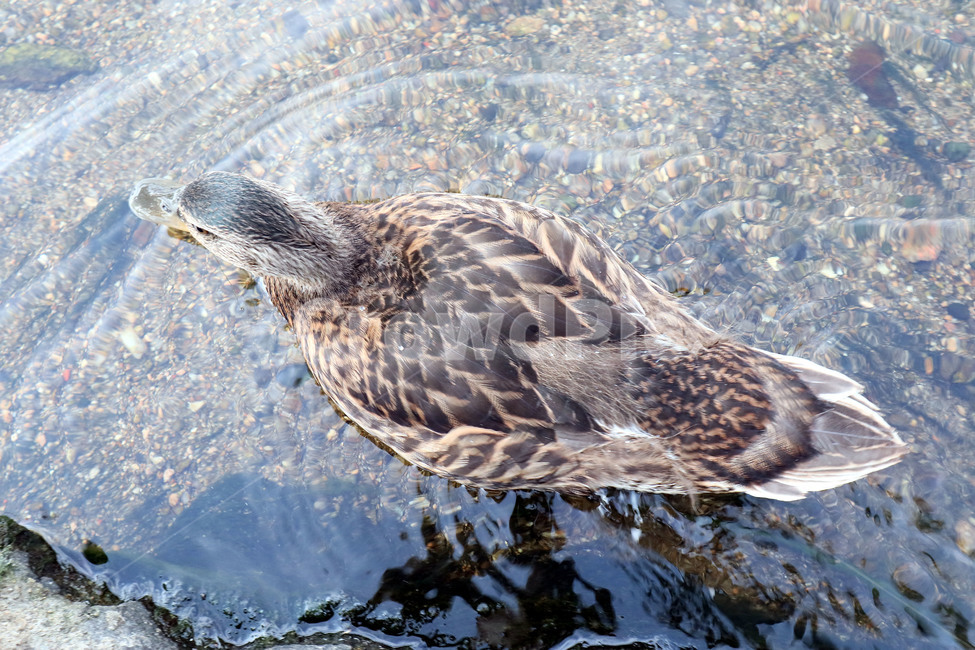 오리,조류,동물,duck,깃털