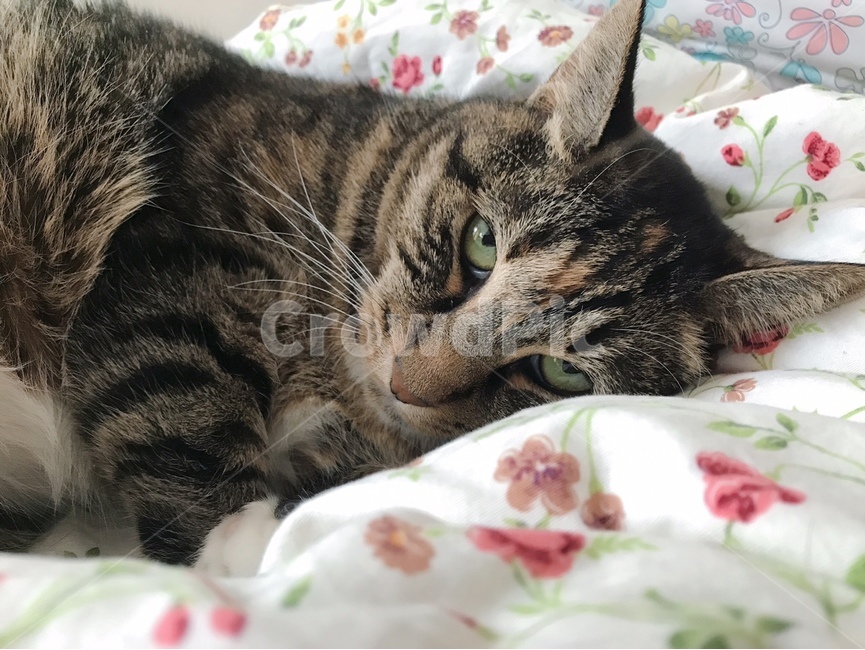 고양이,이불,cat,잠자는고양이,애기고양이